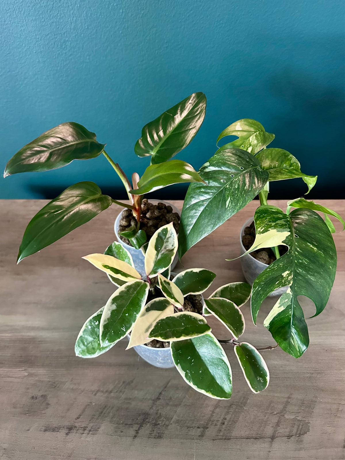 Plant Bundles