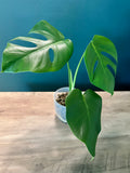 Large Plants Bundle