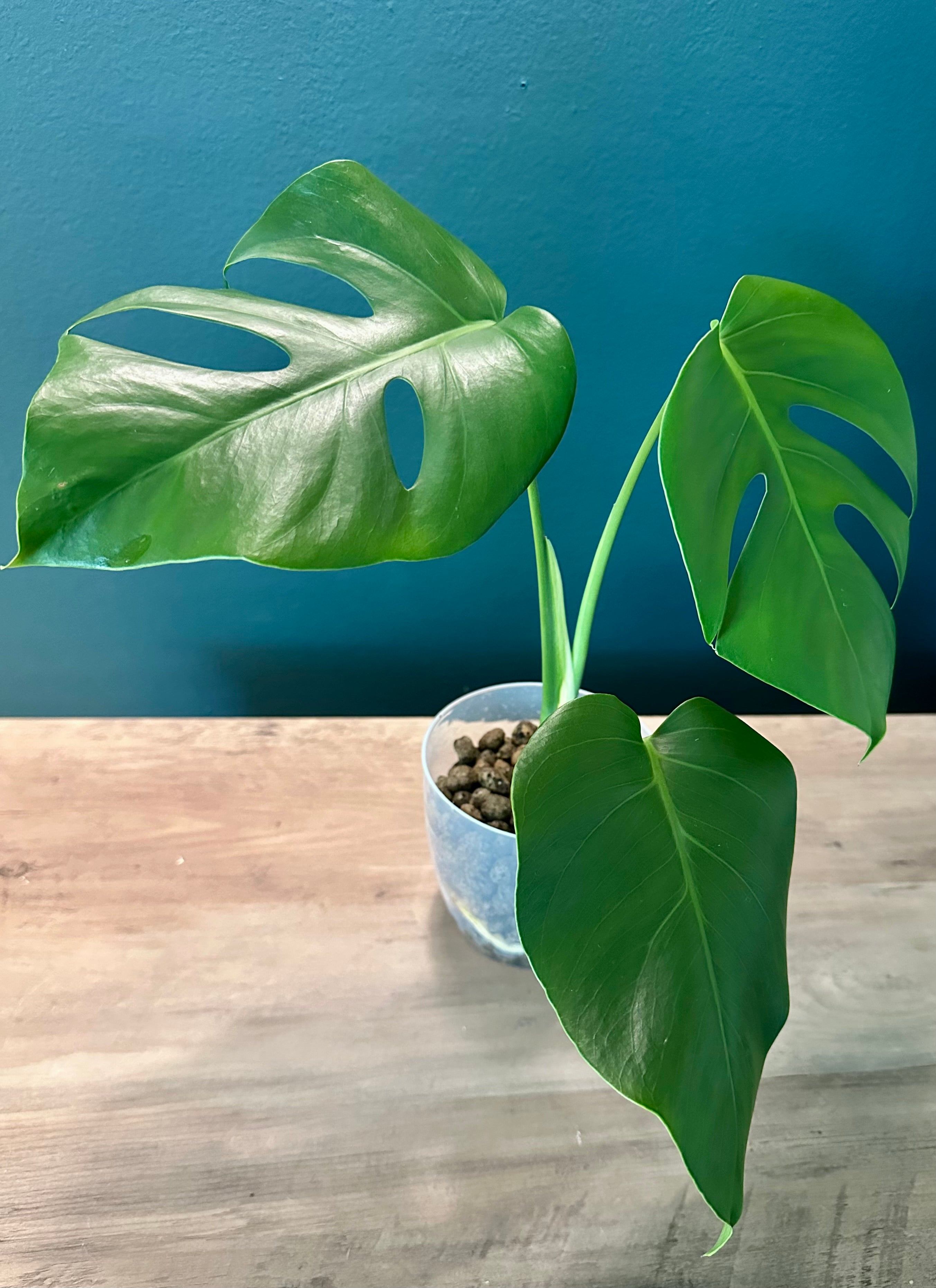 Monstera Deliciosa - 4.4" pot