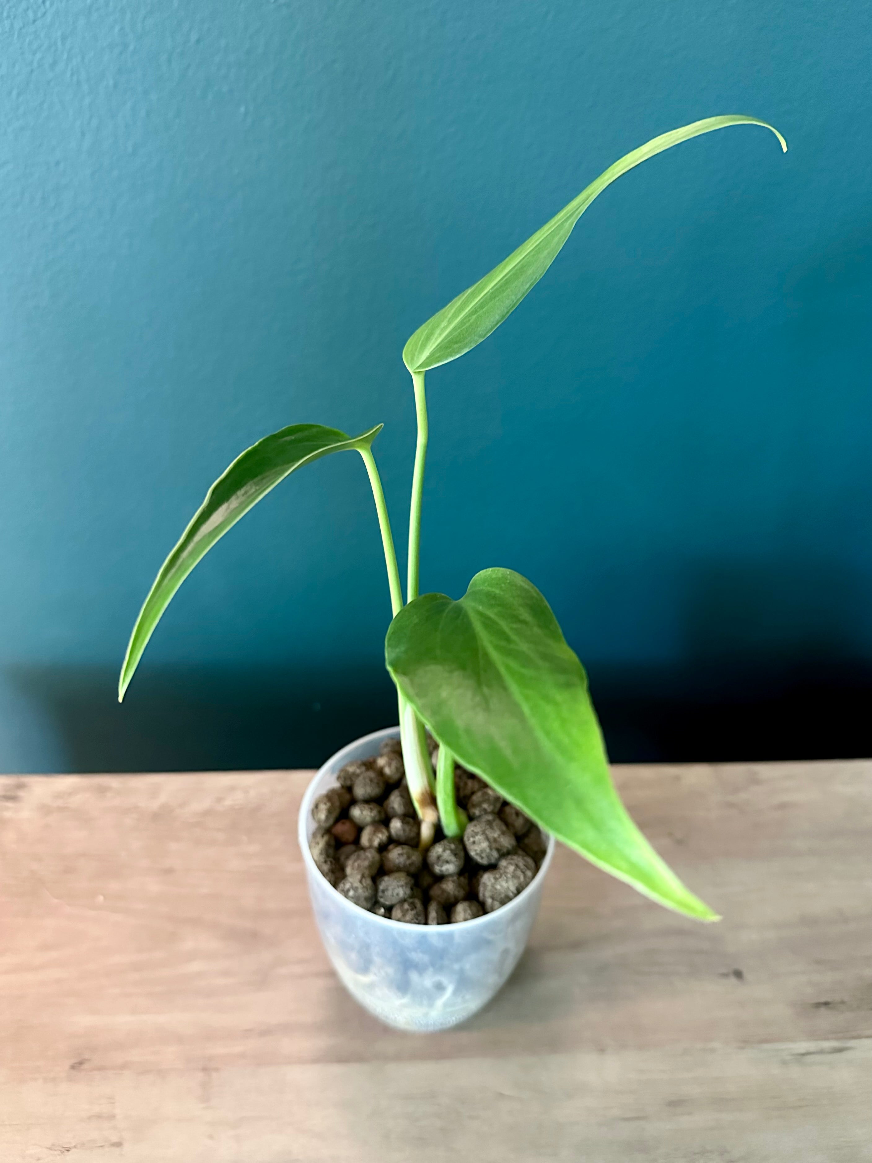 Rare Plants Bundle B