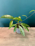 Hoya Pubicalyx Splash- 3.5" pot