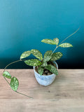 Hoya Crassipetiolata Super Splash- 3.5" pot