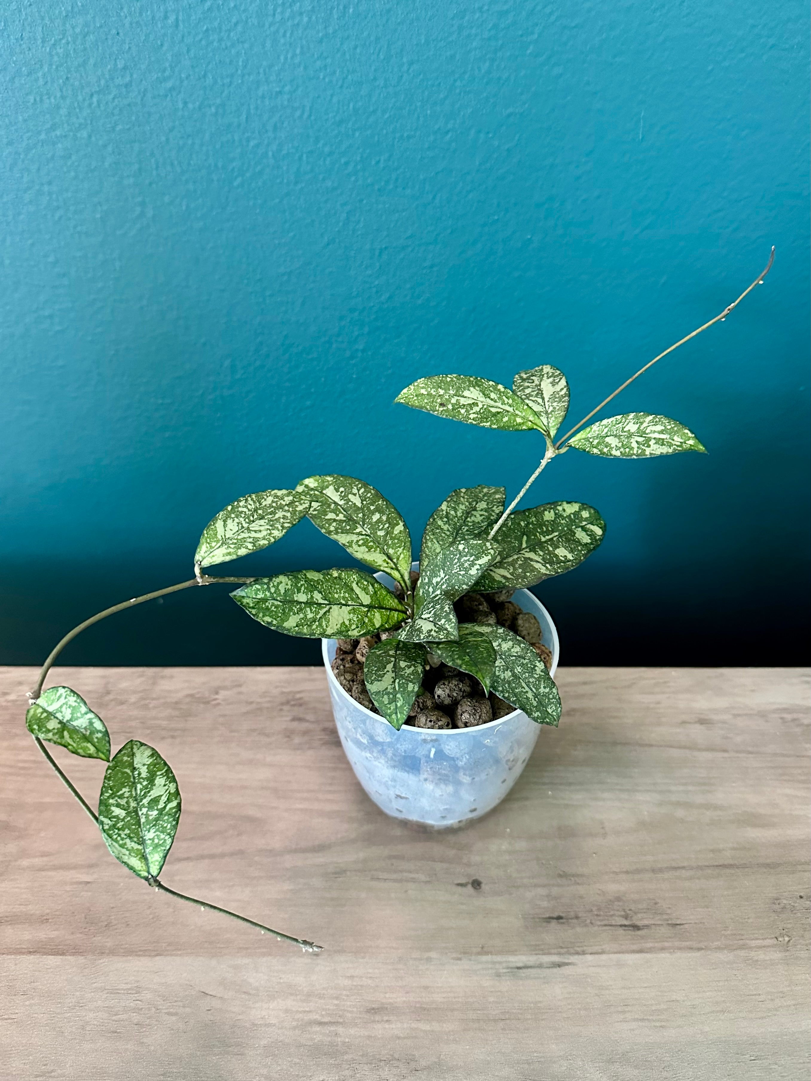 Hoya Crassipetiolata Super Splash- 3.5" pot