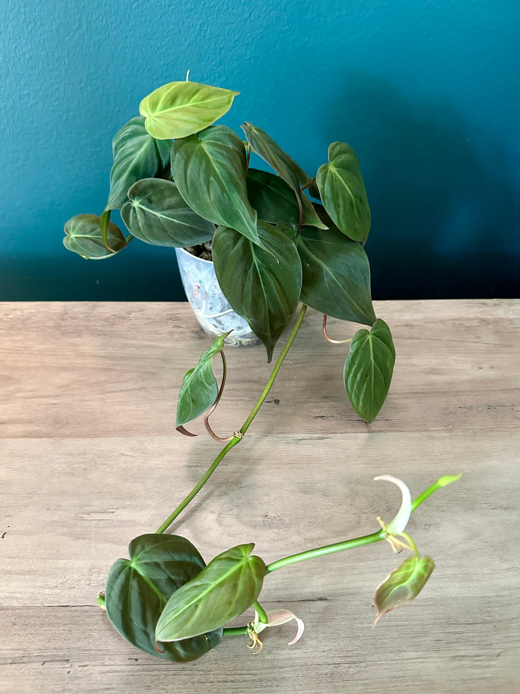 Trailing Plants Bundle