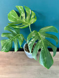 Monstera Albo (low variegation) - 5" pot