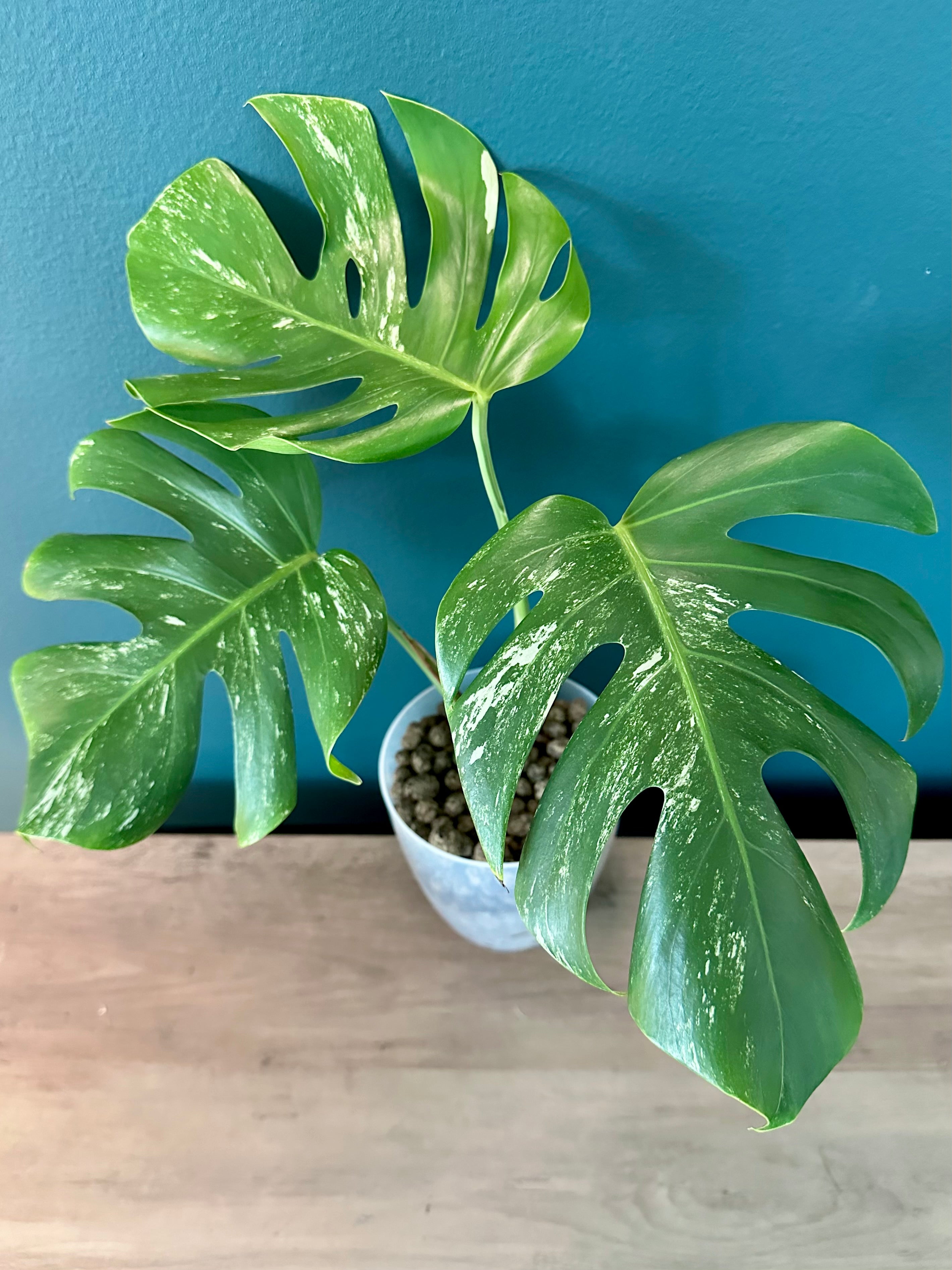 Rare Plants Bundle B