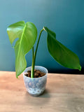 Monstera Deliciosa - 3.5" pot