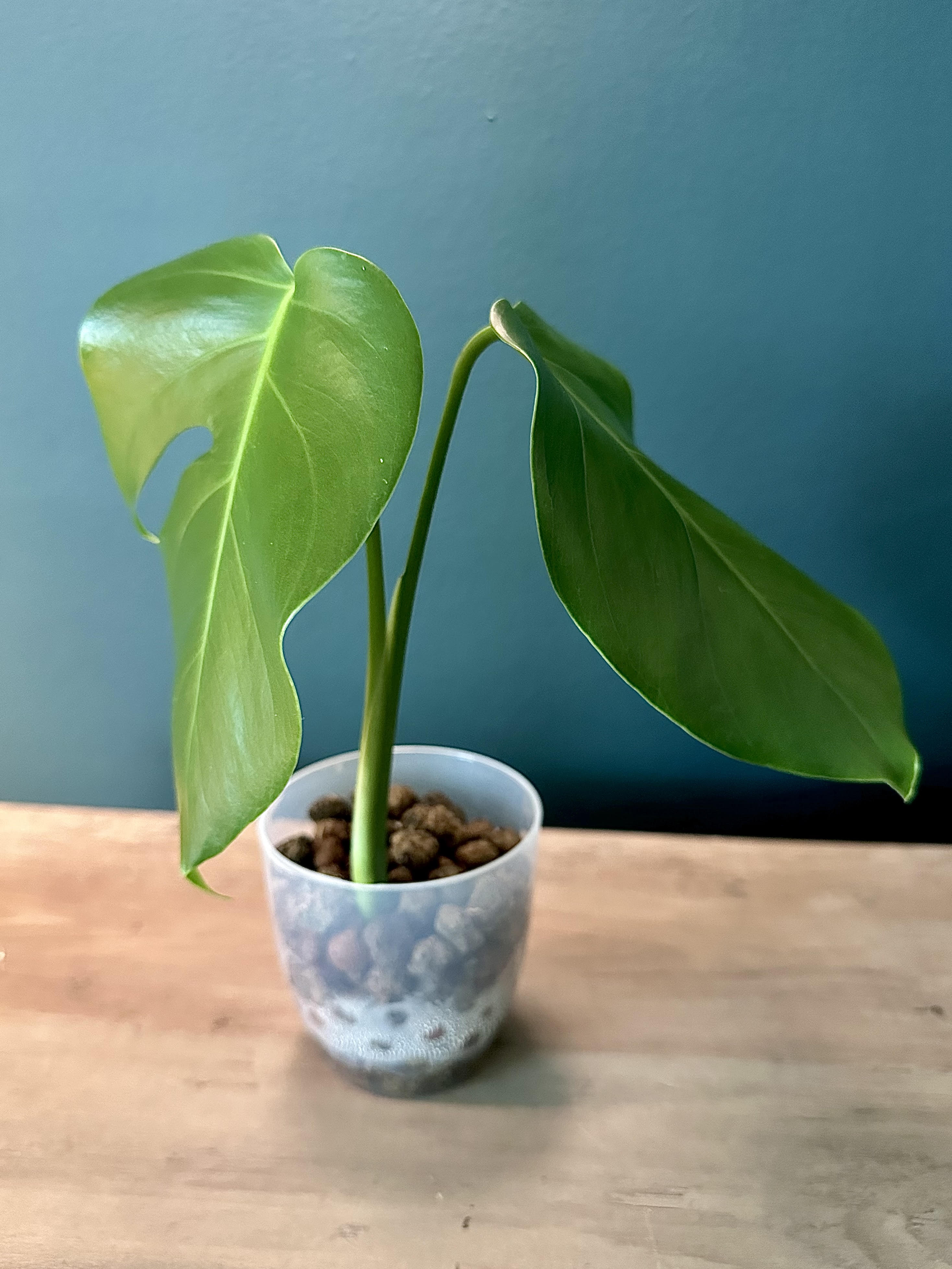 Monstera Deliciosa - 3.5" pot