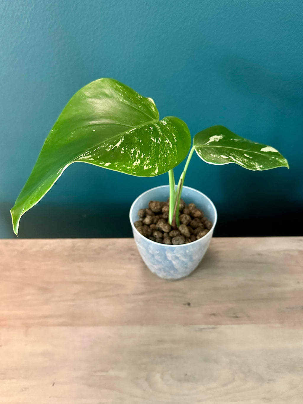 Rare Plants Bundle A
