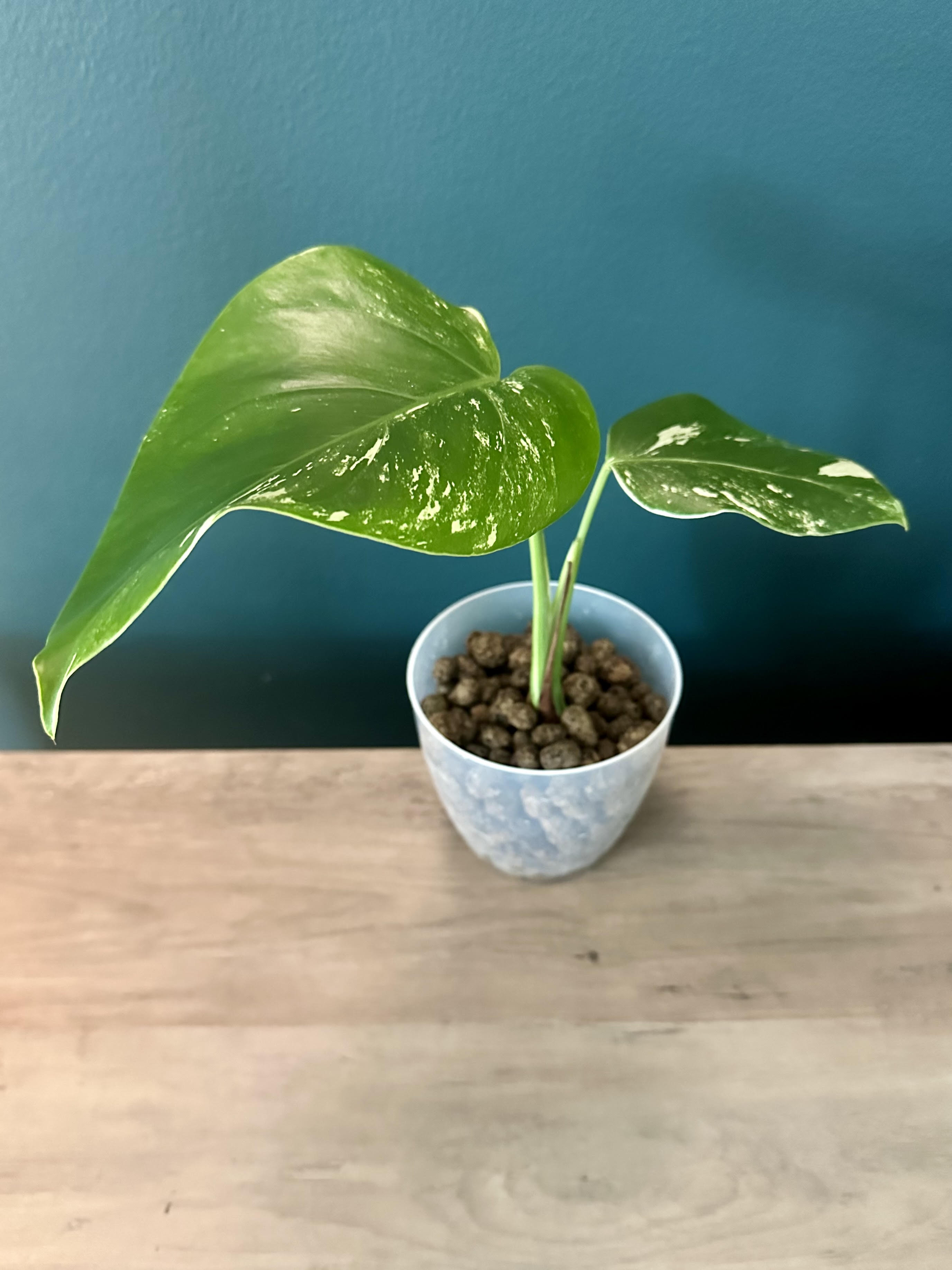 Monstera Albo (low variegation) - 4.4" pot