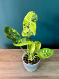 Philodendron Burle Marx Variegata - 4.4" pot
