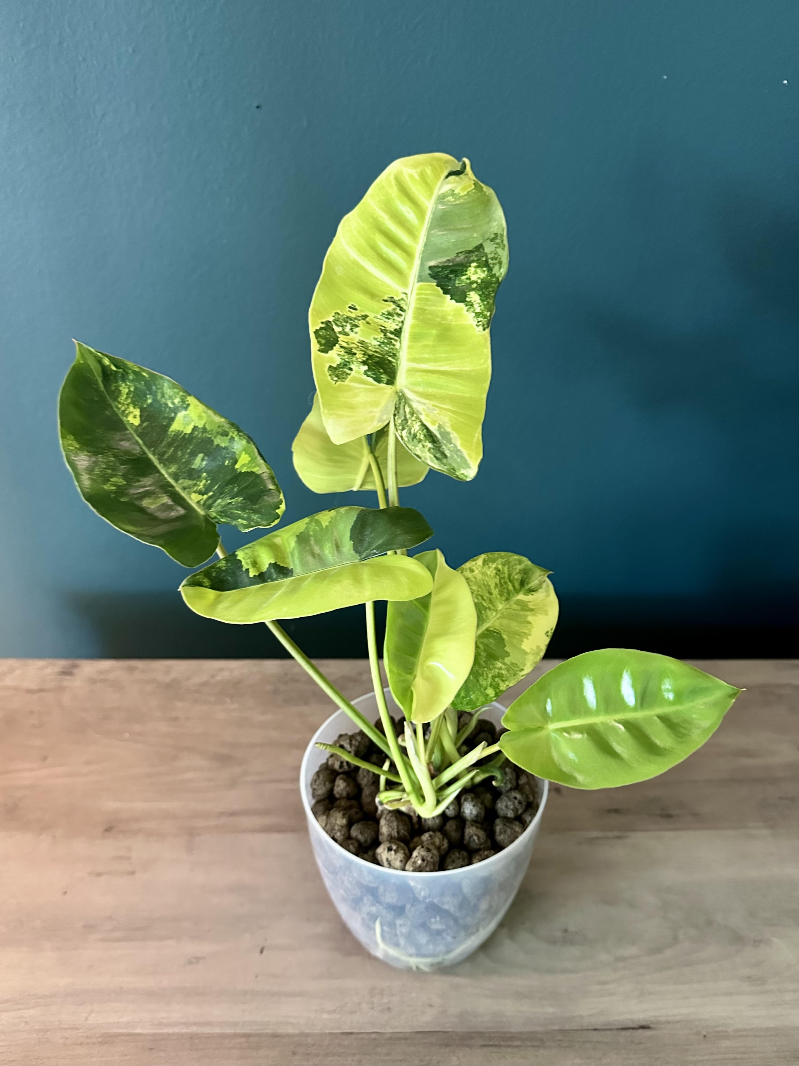 Philodendron Burle Marx Variegata - 4.4" pot