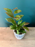 Hoya Sunrise- 3.5" pot