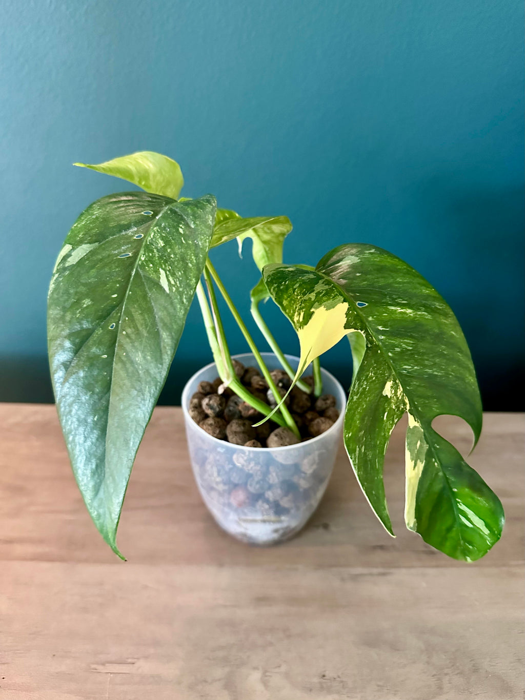 Variegated Plants Bundle