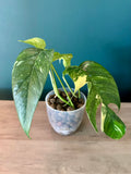 Epipremnum Pinnatum Albo- 3.5" pot (Copy)