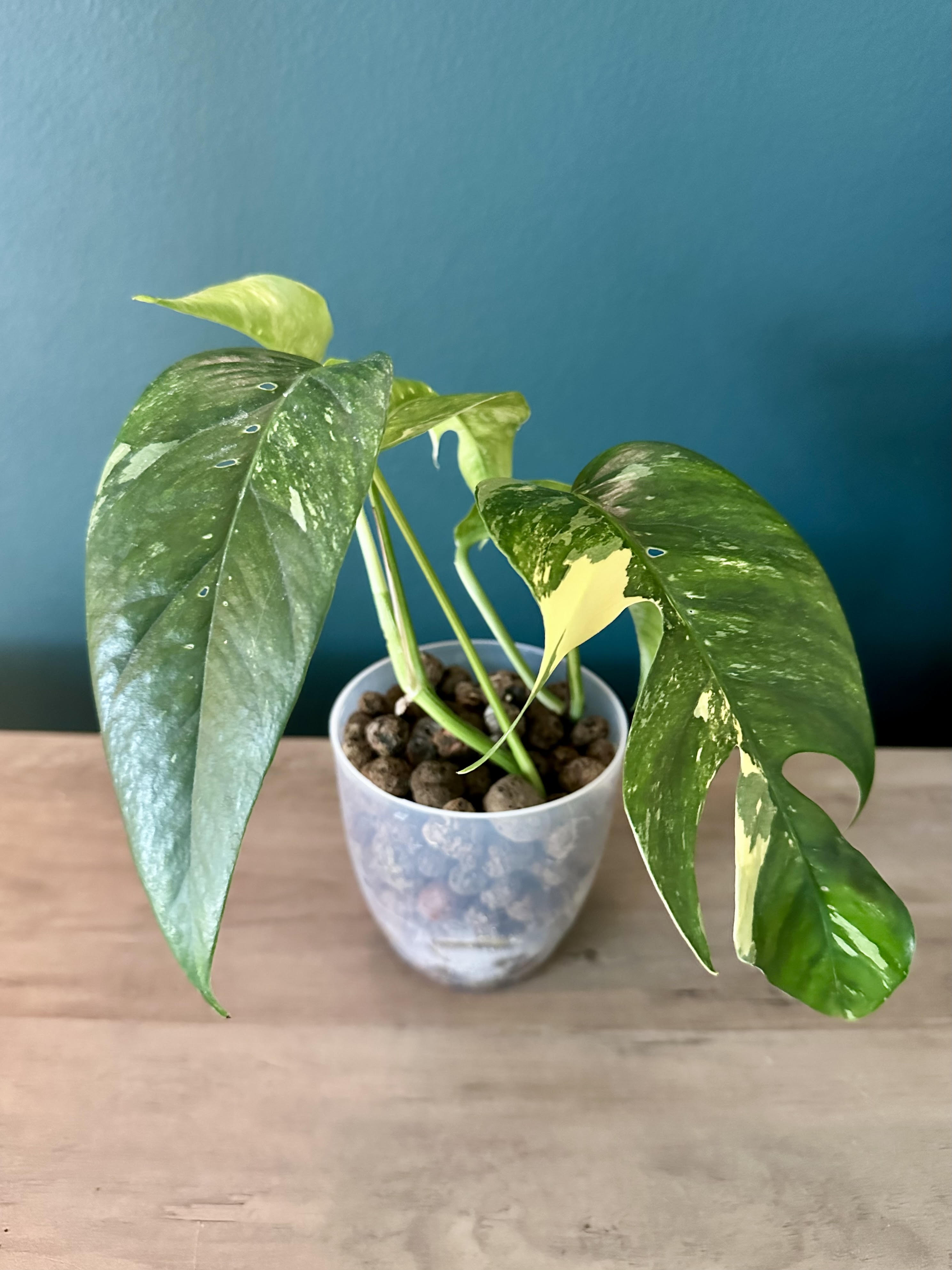 Epipremnum Pinnatum Albo- 3.5" pot (Copy)