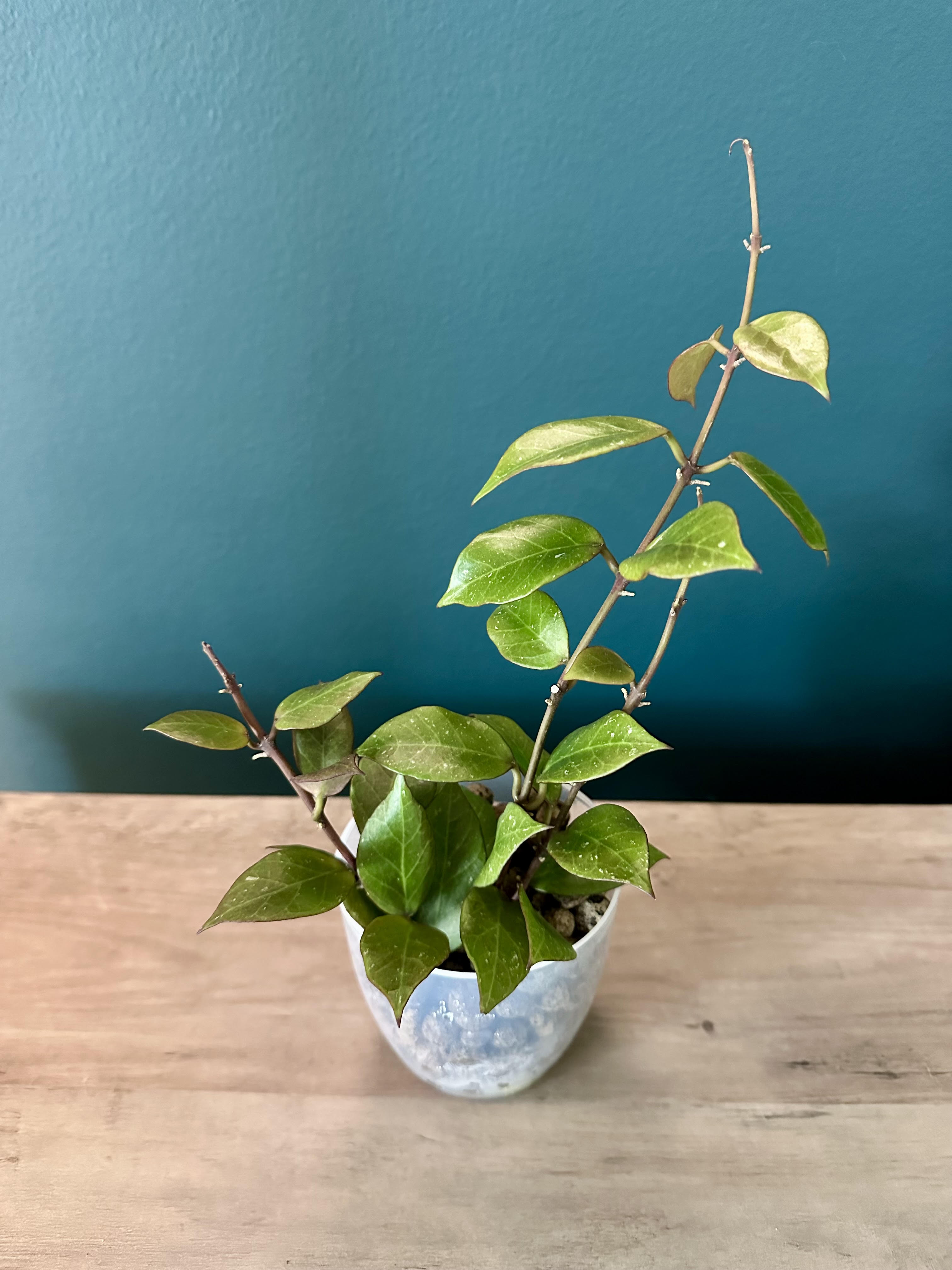 Hoya Sunrise- 3.5" pot