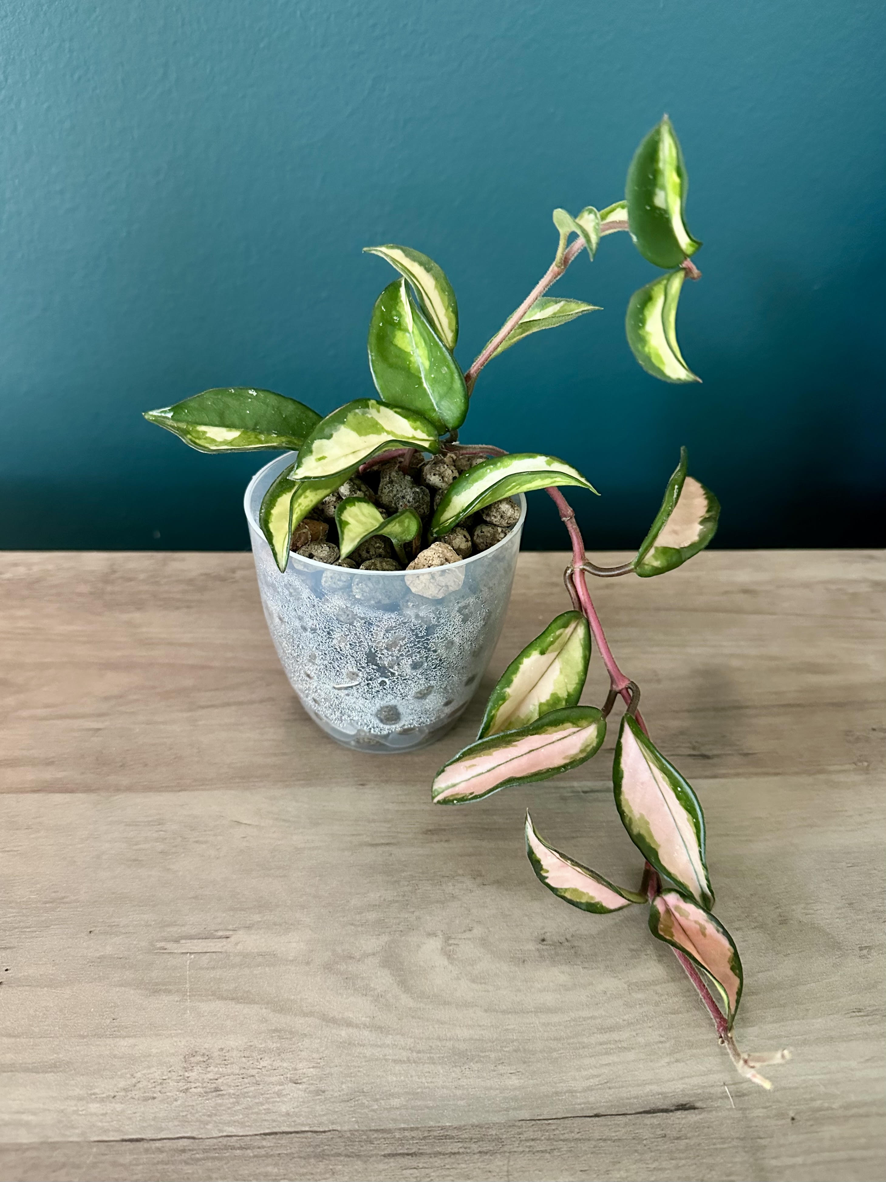 Hoya Carnosa Krimson Princess 3.5" pot