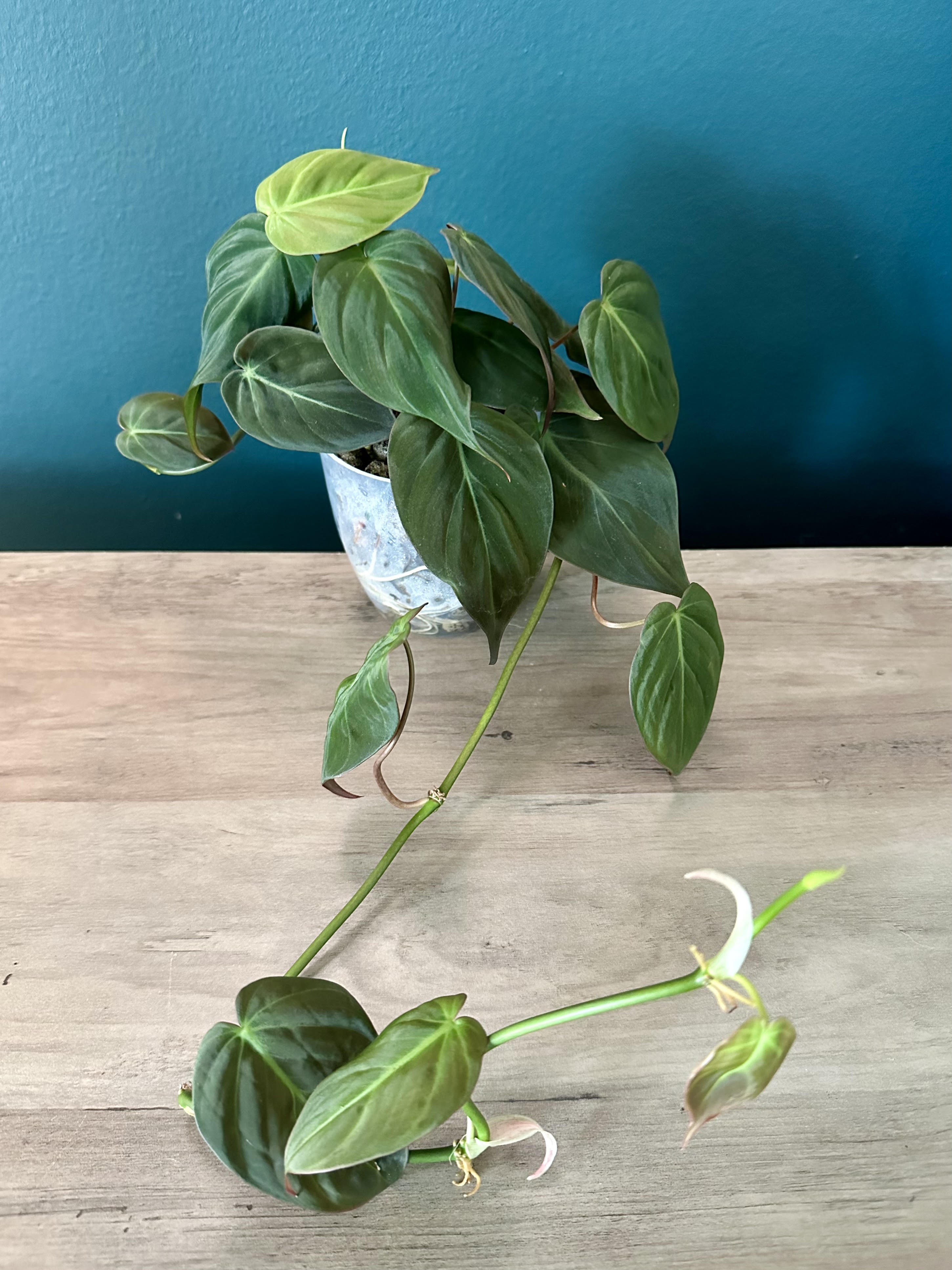 Philodendron Micans- 3.5" pot