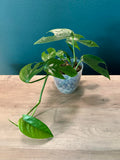 Epipremnum Pinnatum