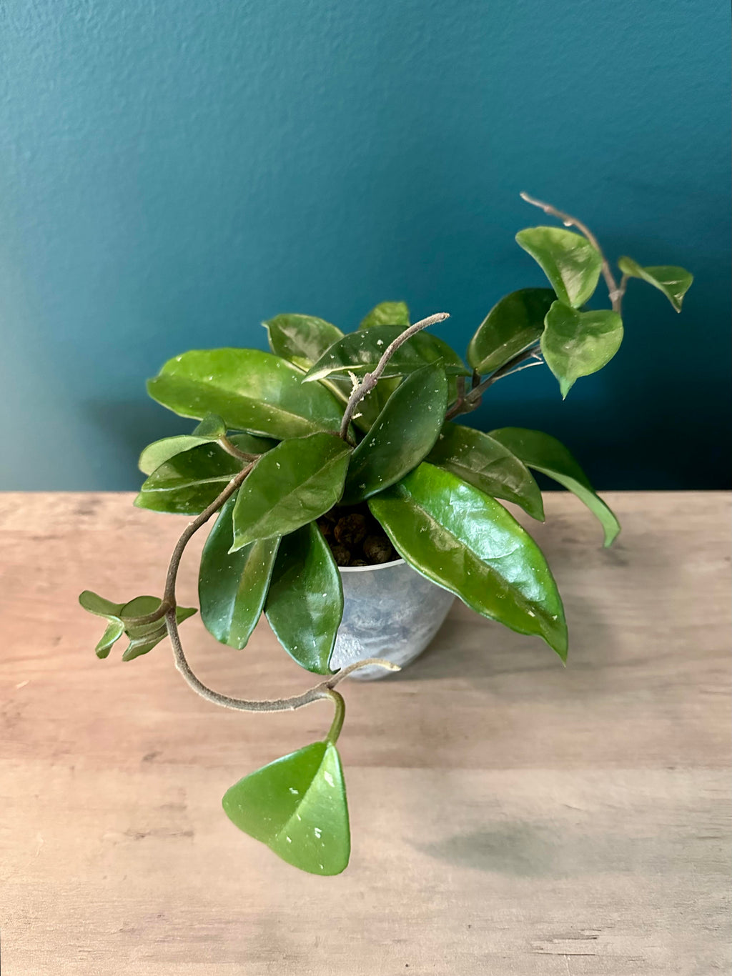 Trailing Plants Bundle