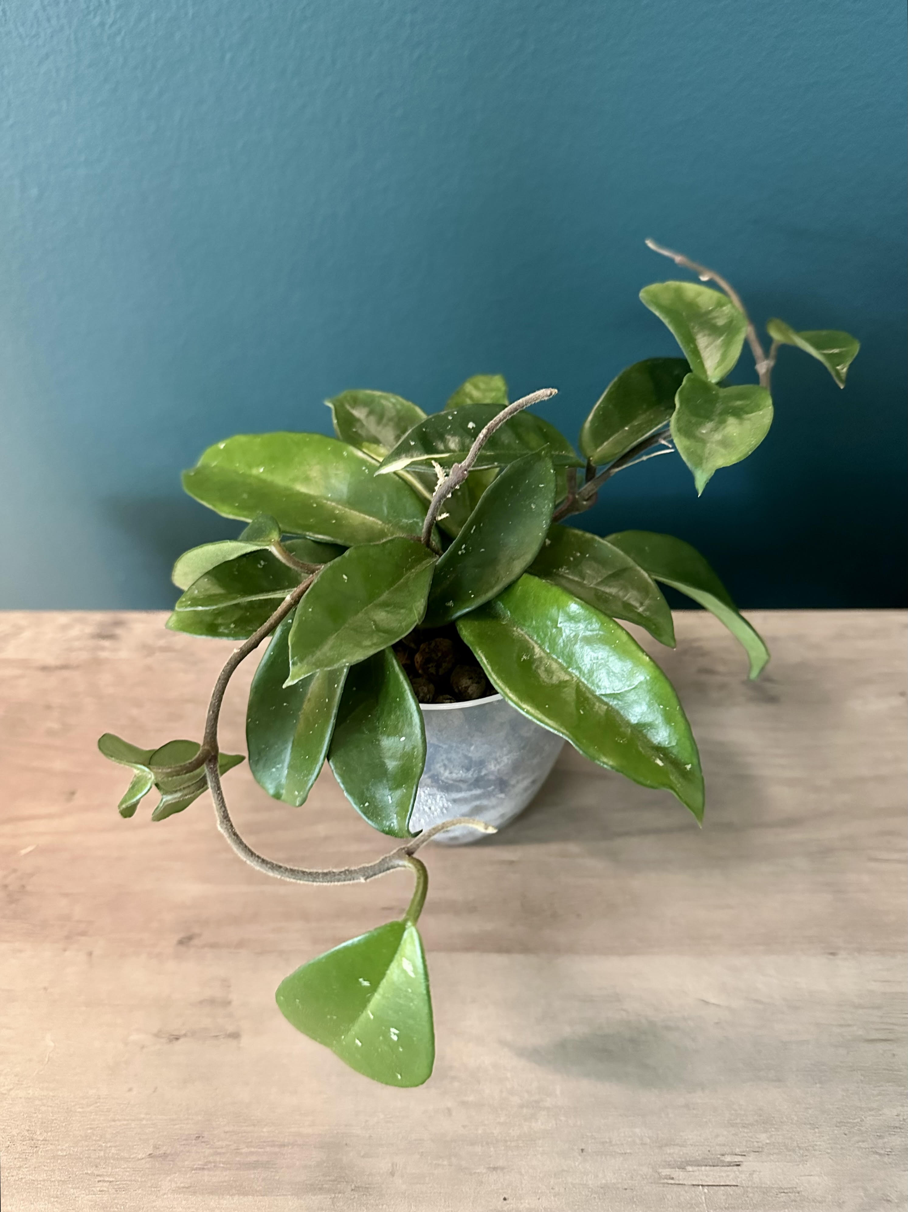 Hoya Carnosa
