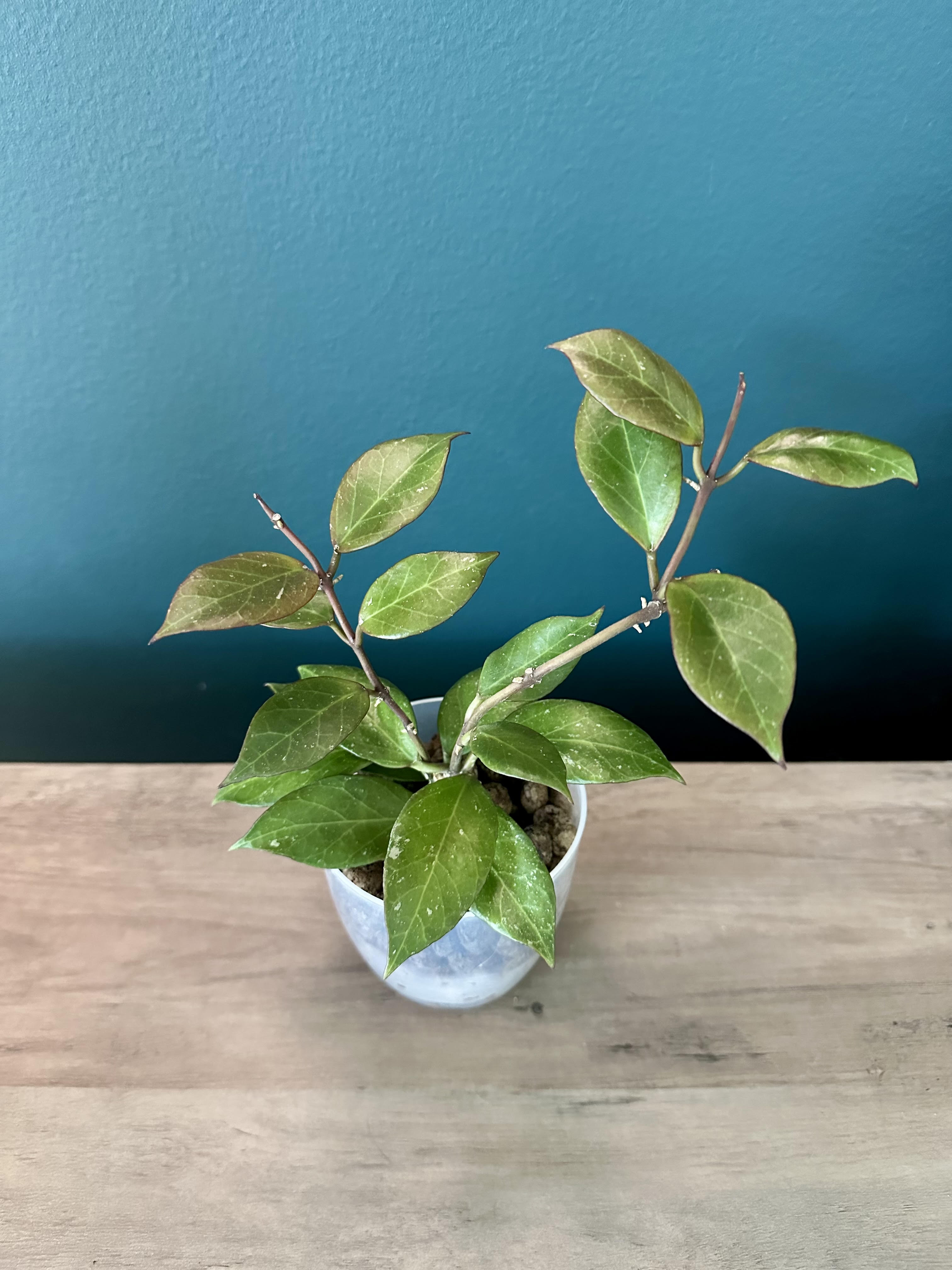 Hoya Sunrise- 3.5" pot