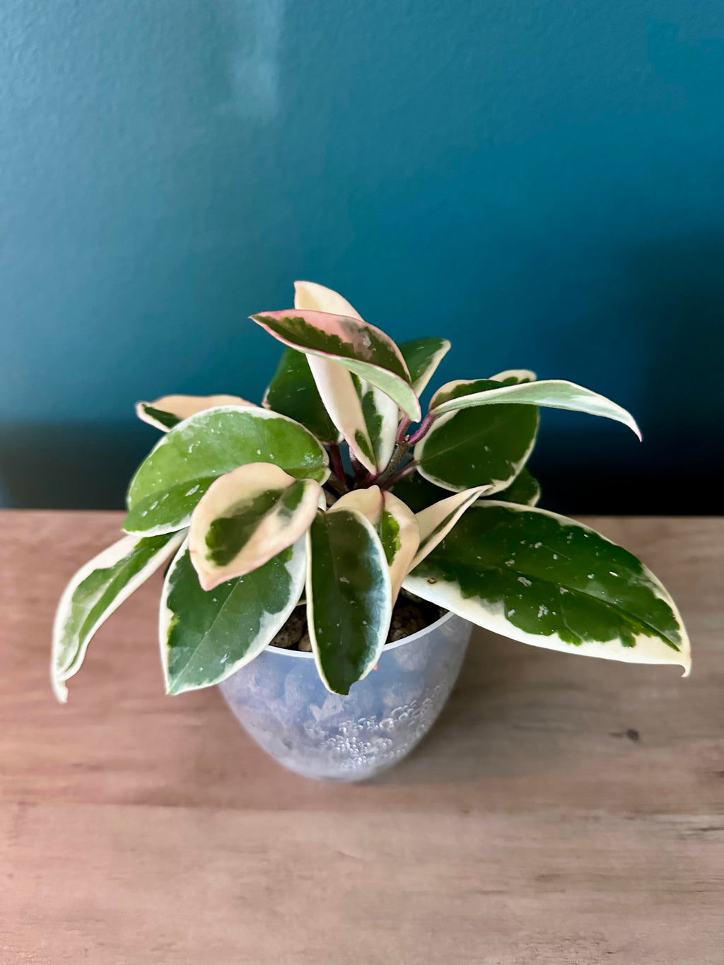 Pink Plants Bundle