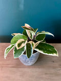 Hoya Carnosa Krimson Queen- 3.5"