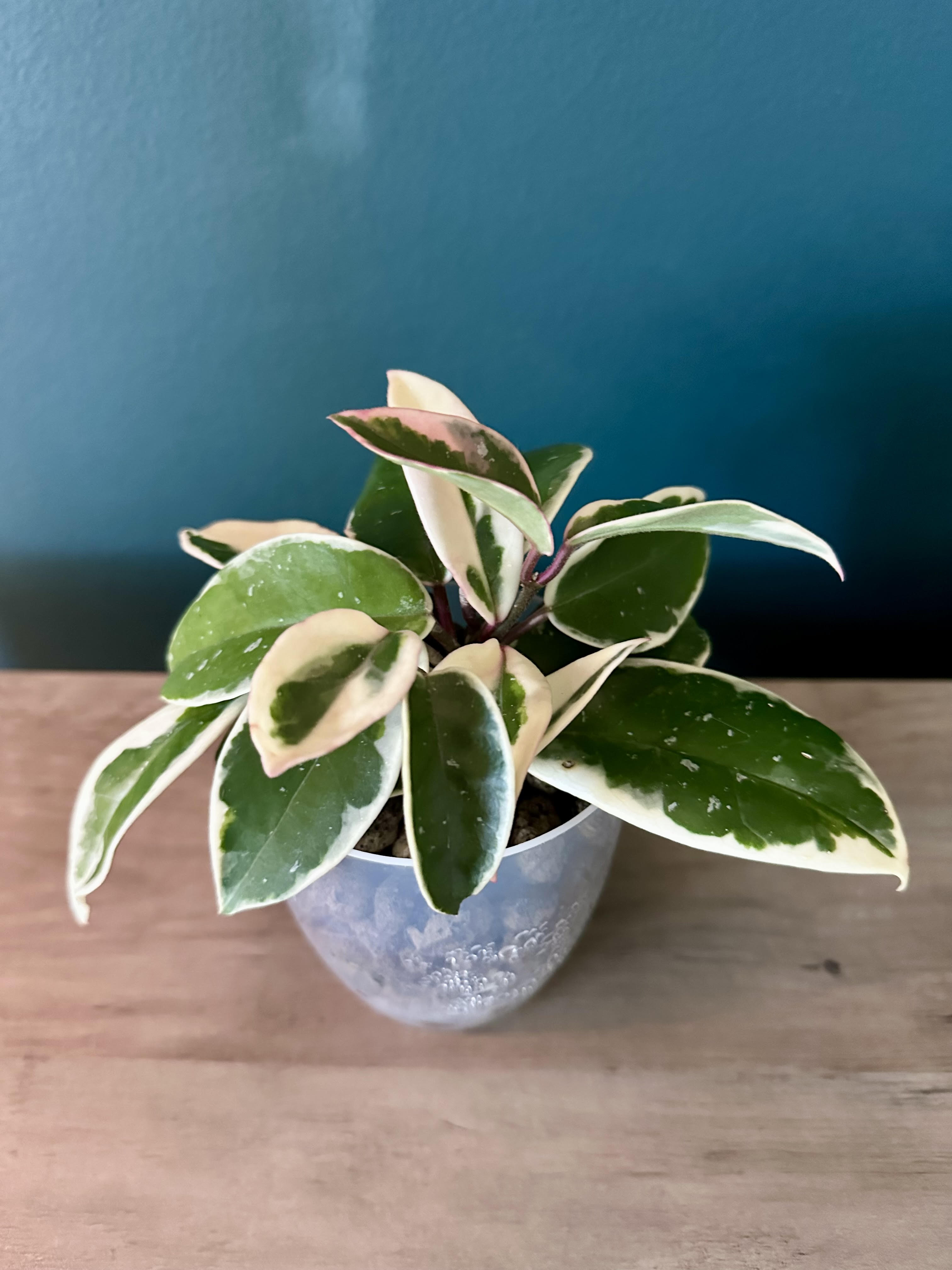 Hoya Carnosa Krimson Queen- 3.5"