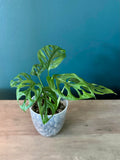 Monstera Adansonii - 3.5" pot