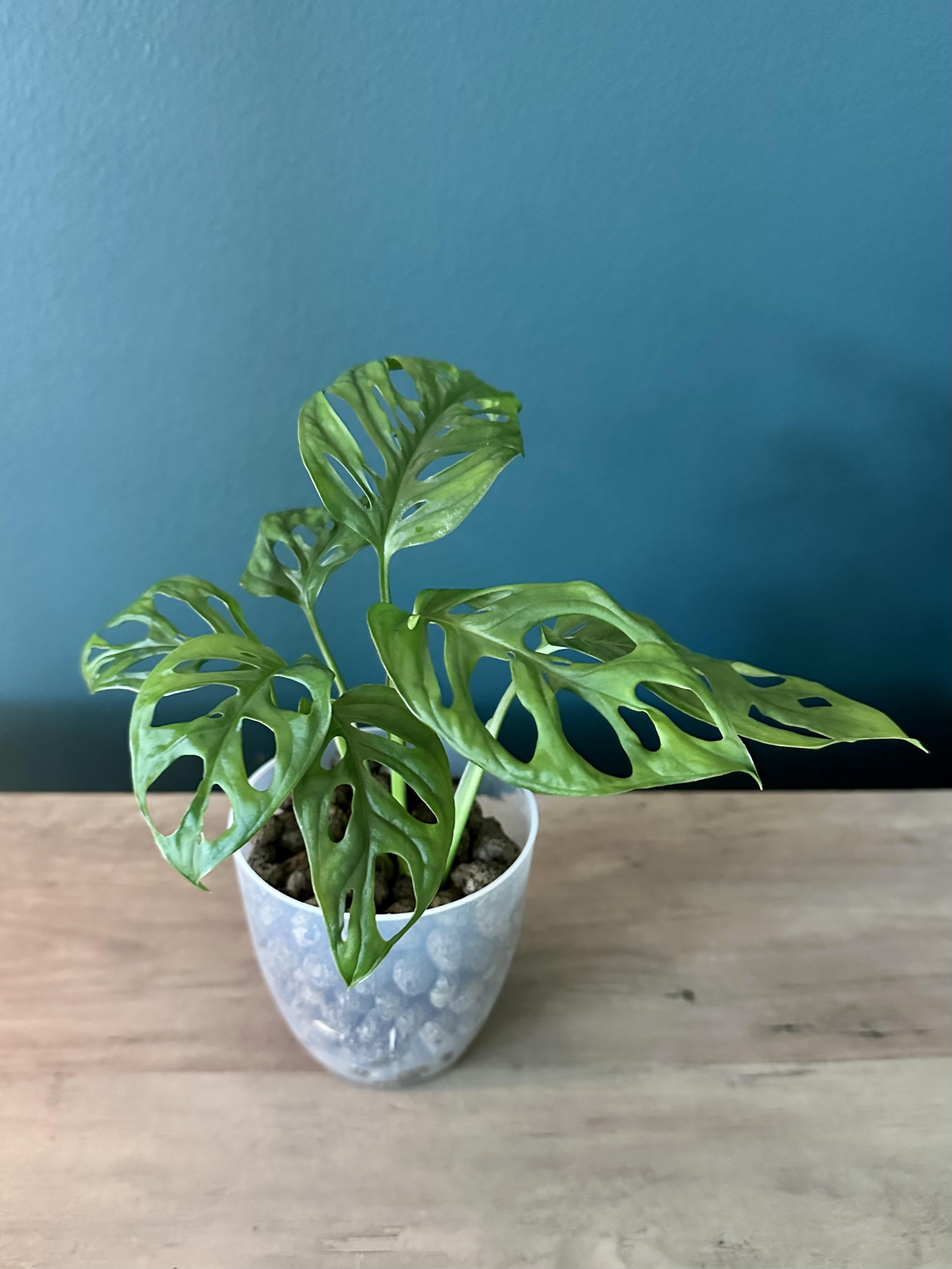 Monstera Adansonii - 3.5" pot