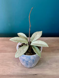 Hoya Wilbur Graves Silver- 3.5" pot