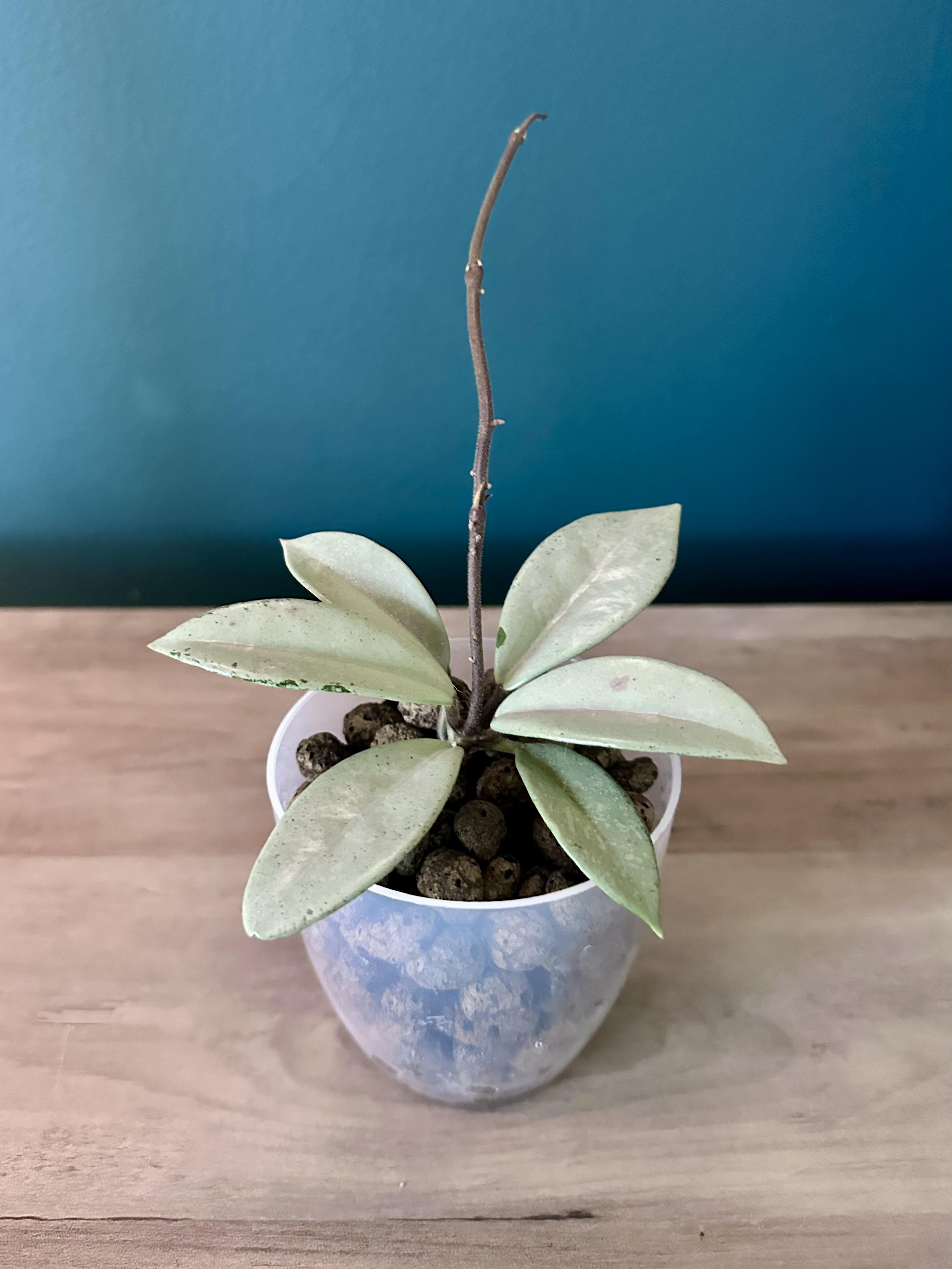 Hoya Wilbur Graves Silver- 3.5" pot