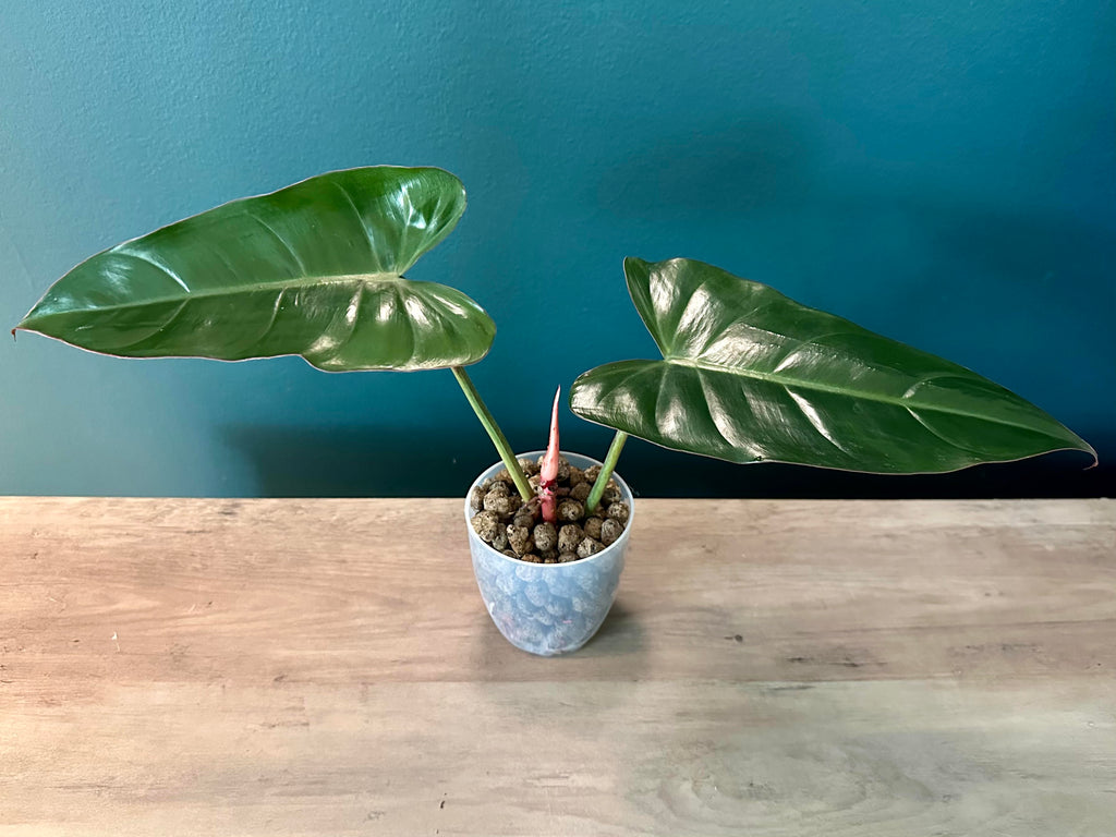 Large Plants Bundle