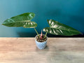 Philodendron Hybrid (Dark Lord x Corsinianum) - 3.5" pot