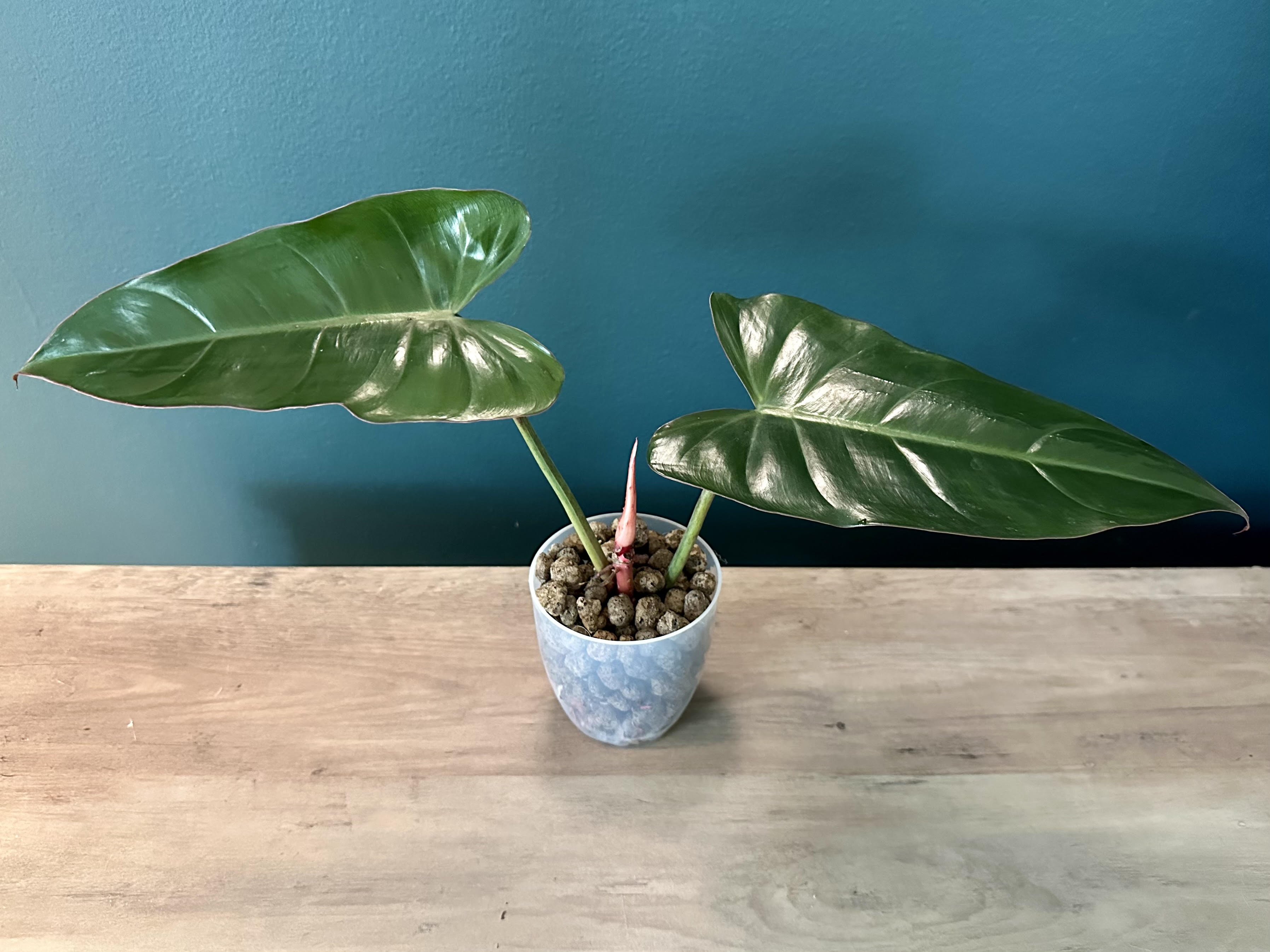 Philodendron Hybrid (Dark Lord x Corsinianum) - 3.5" pot
