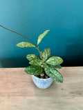 Hoya Crassipetiolata Super Splash- 3.5" pot
