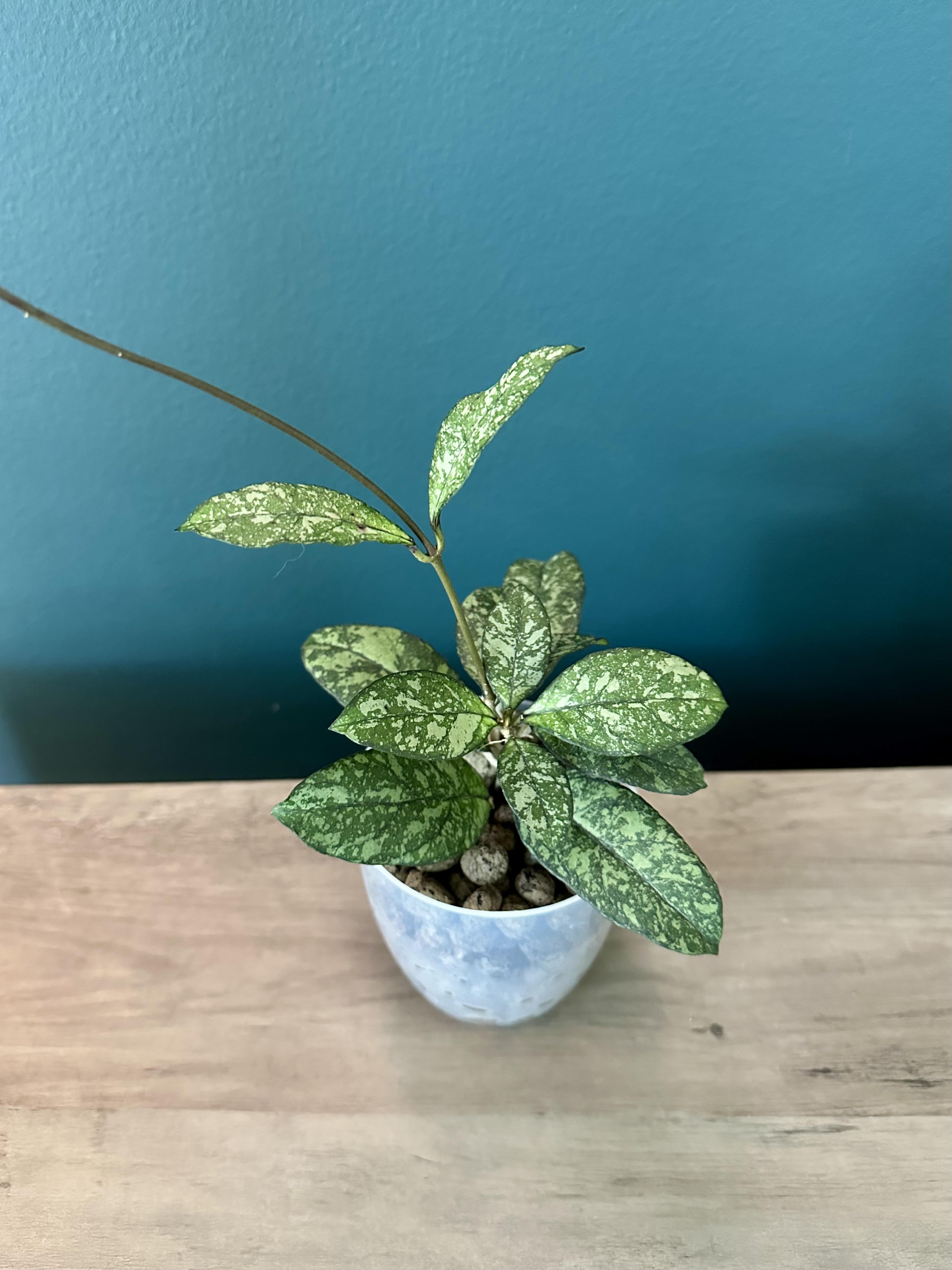 Hoya Crassipetiolata Super Splash- 3.5" pot