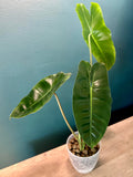 Philodendron Burle Marx - 4.4" pot