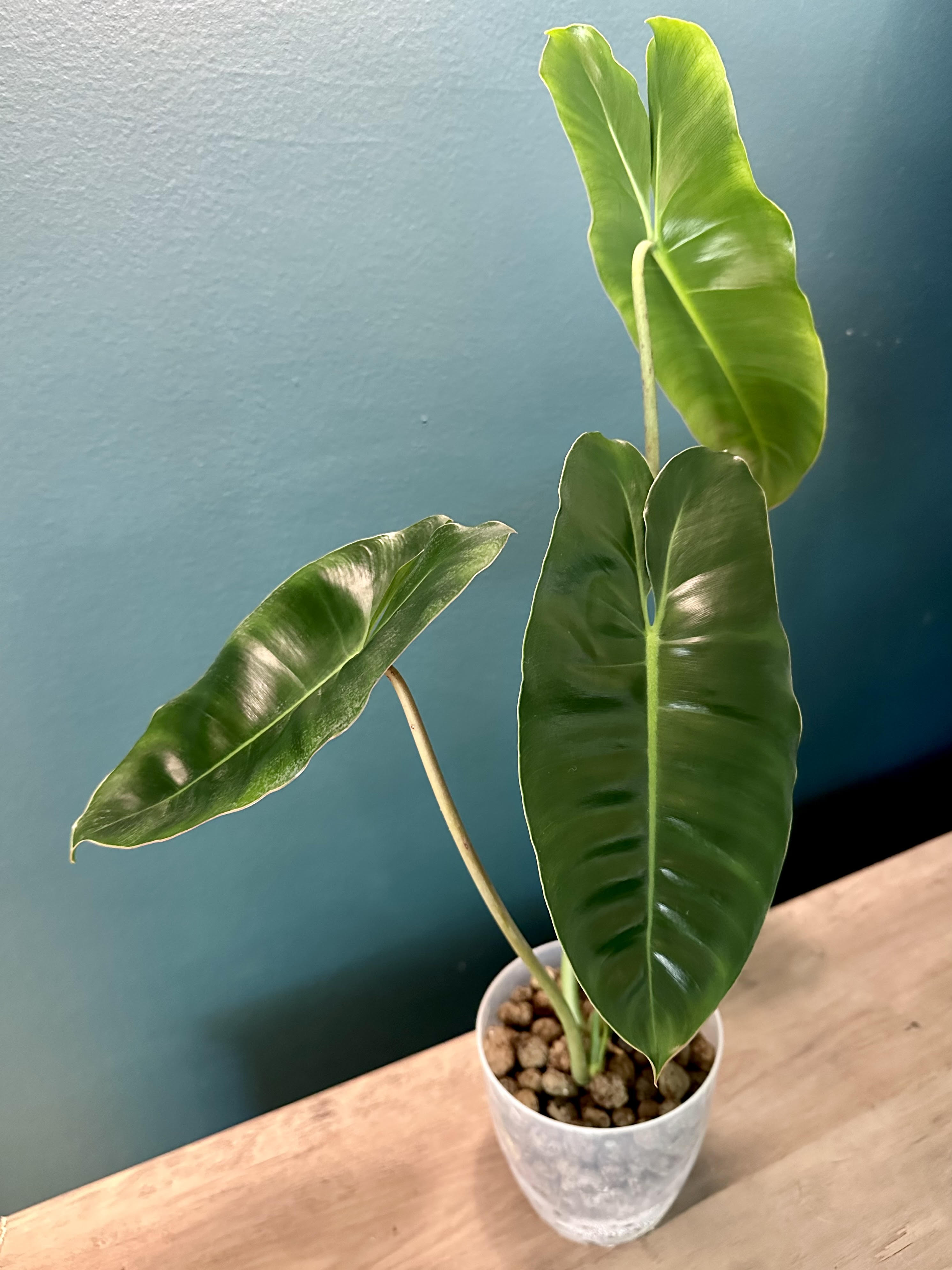 Philodendron Burle Marx - 4.4" pot