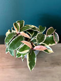 Hoya Carnosa Krimson Queen- 4.4" pot