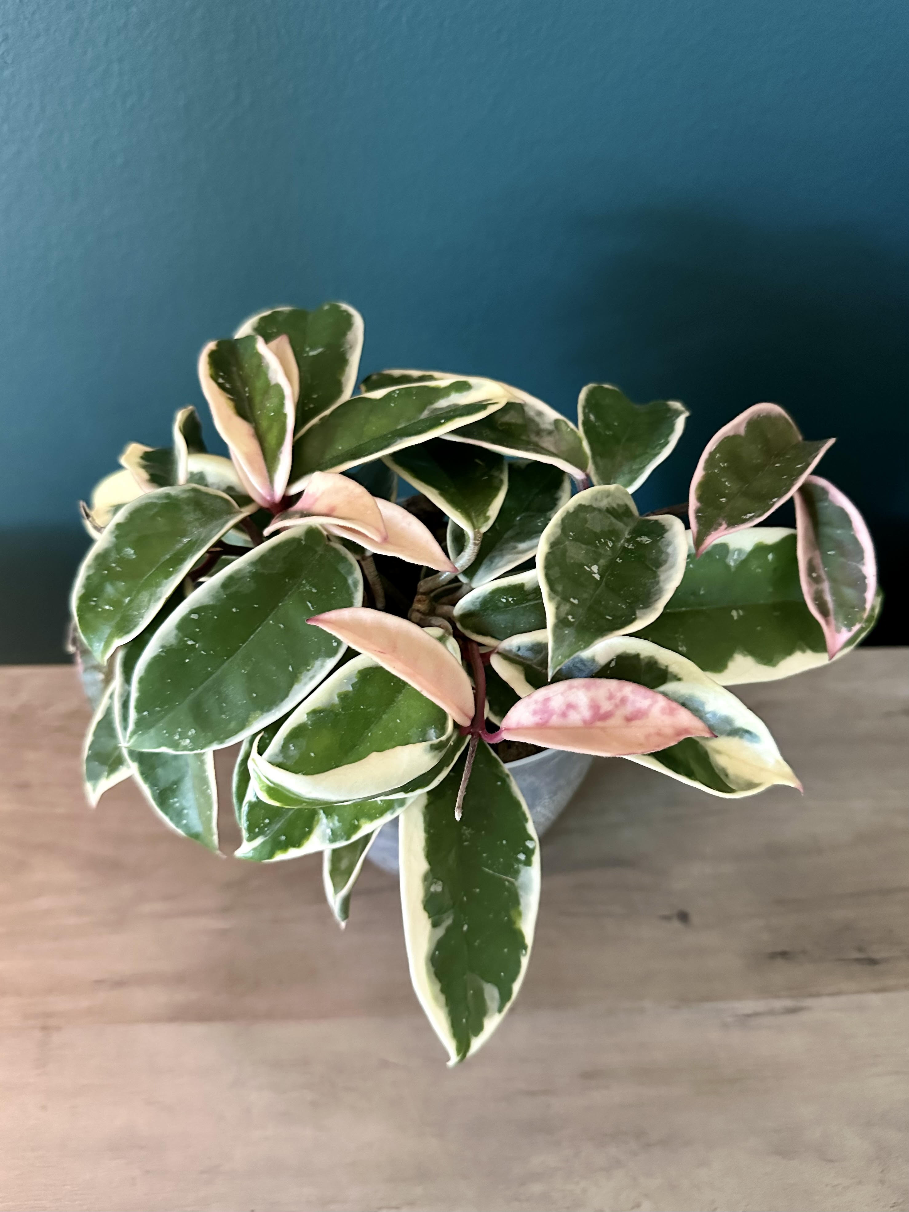 Hoya Carnosa Krimson Queen- 4.4" pot