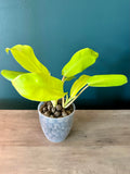 Philodendron Golden Goddess - 3.5" pot