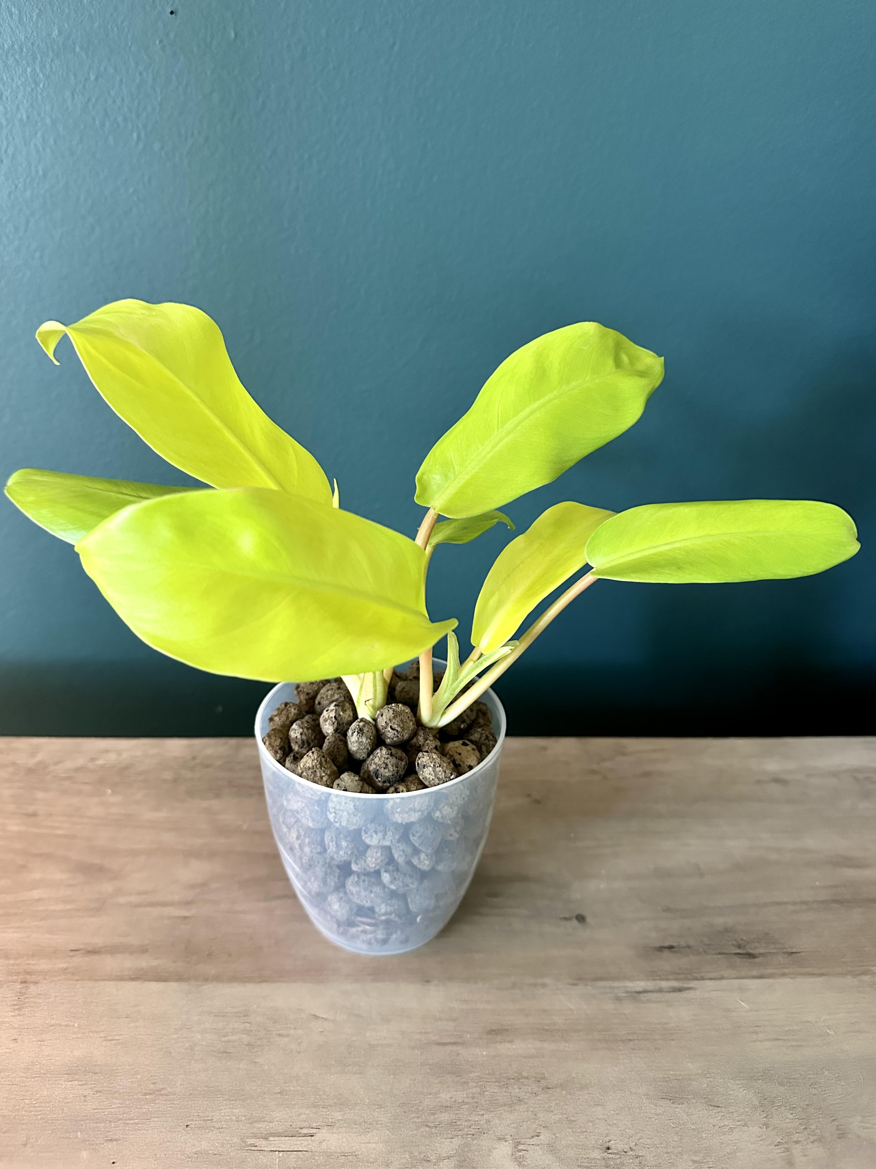 Philodendron Golden Goddess - 3.5" pot