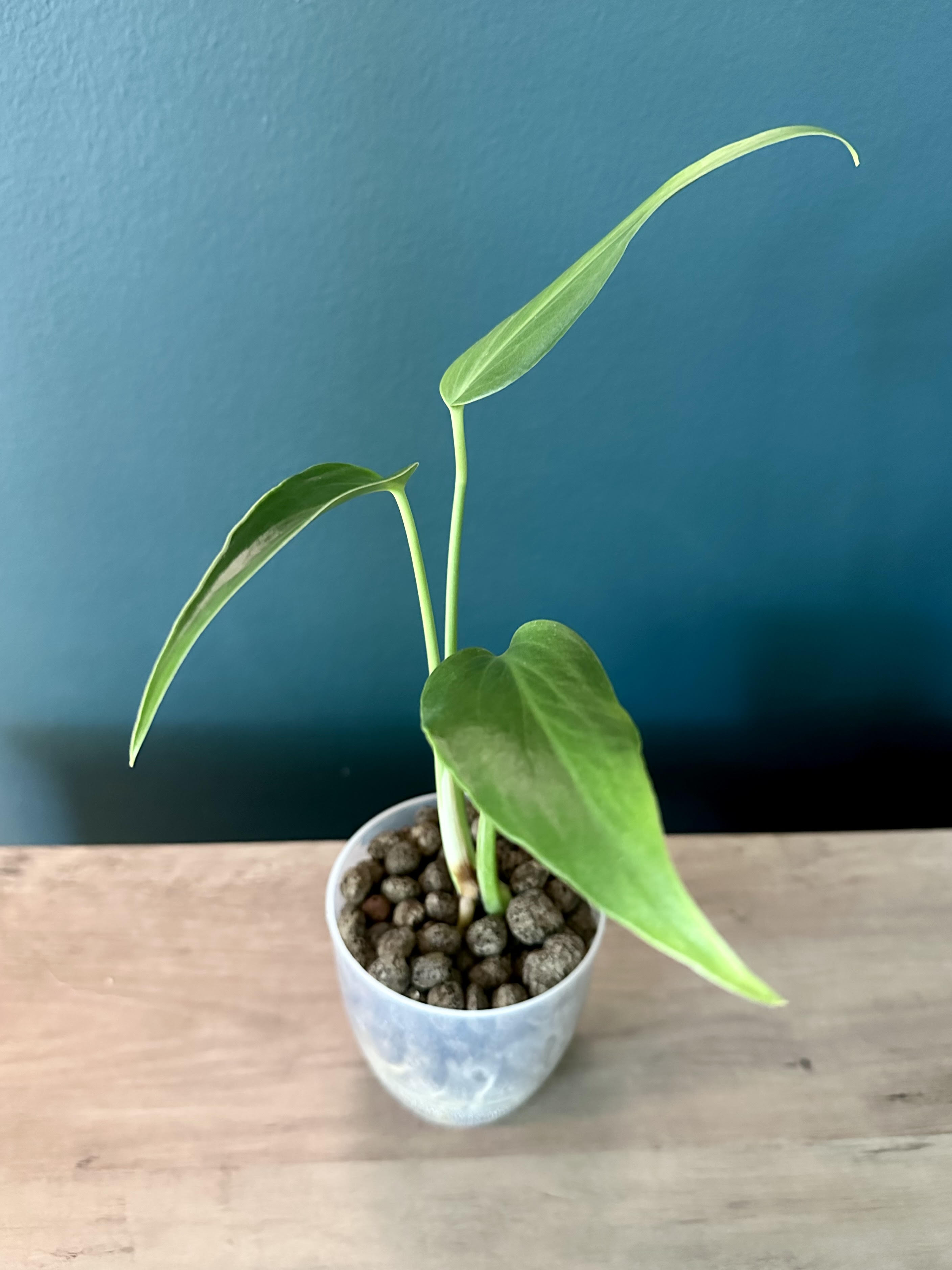 Philodendron Burle Marx Flame - 4.4" Pot