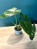 Philodendron Burle Marx - 4.4" pot