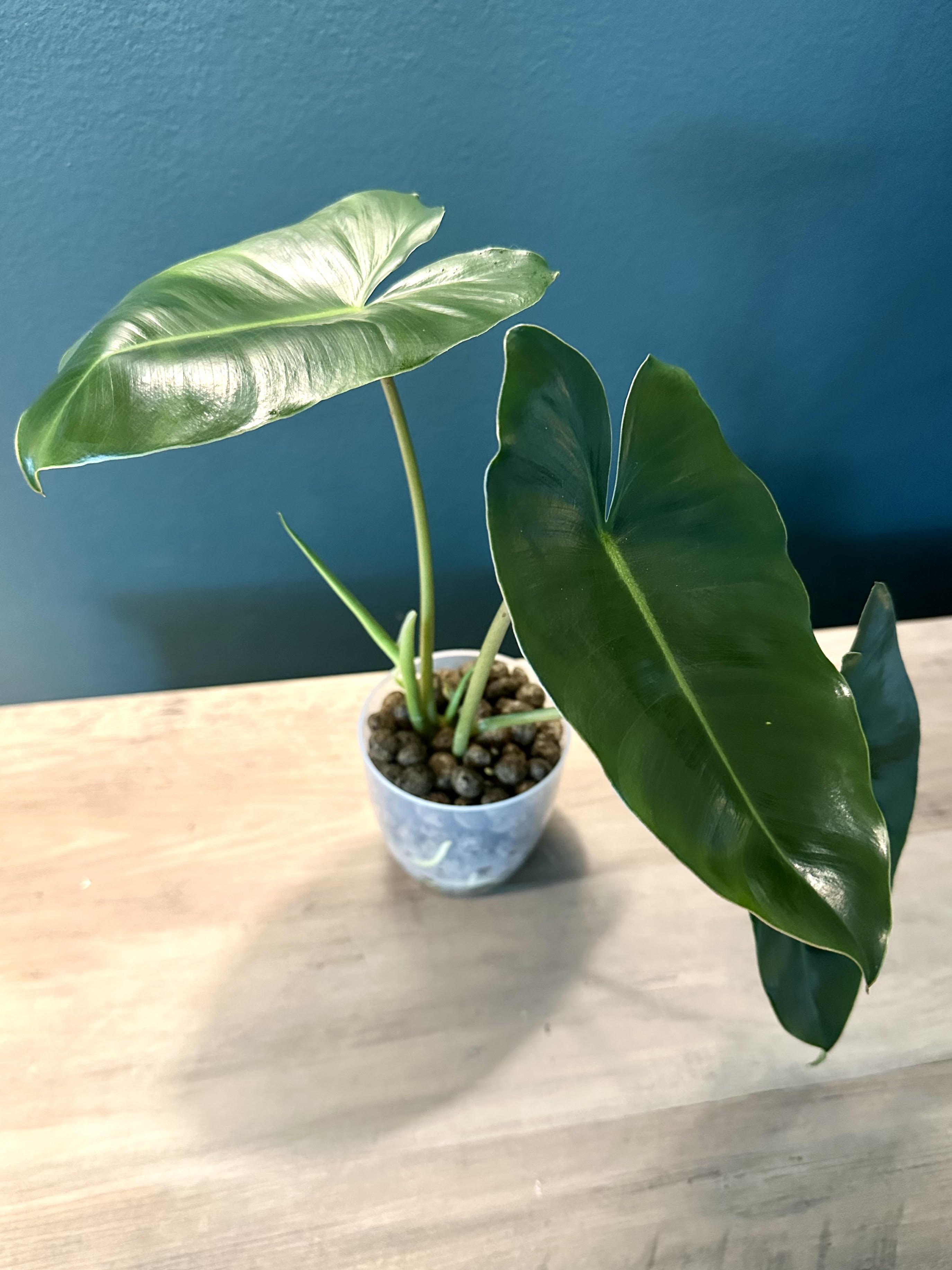 Philodendron Burle Marx - 4.4" pot