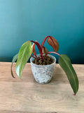 Philodendron Erubescens - 3.5" pot