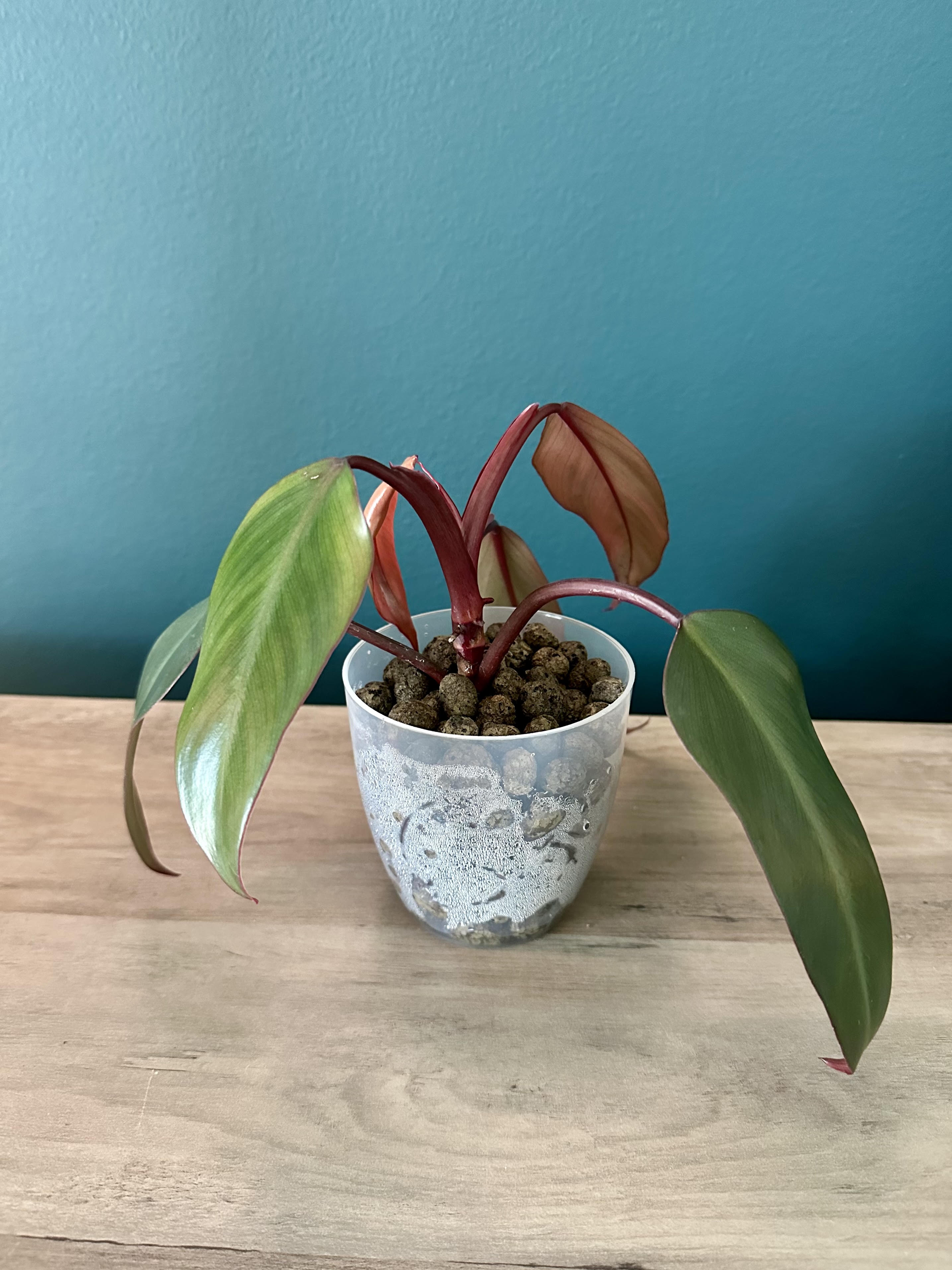 Philodendron Erubescens - 3.5" pot